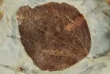 Fossil Leaf (Zizyphoides) Plate - Montana #223789-2
